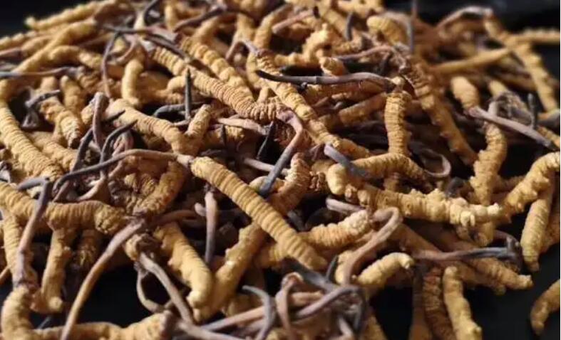 新鮮冬蟲夏草怎么保存，鮮草怎么吃？