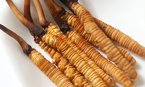 冬蟲夏草的吃法，冬蟲夏草的家常做法