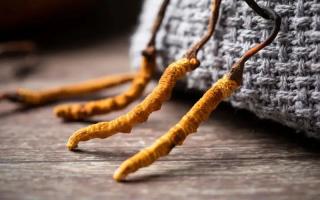 冬蟲(chóng)夏草的真實(shí)作用，冬蟲(chóng)夏草主要有什么成分