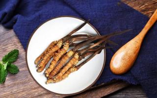 冬蟲夏草有何藥用價值，蟲草有啥子作用