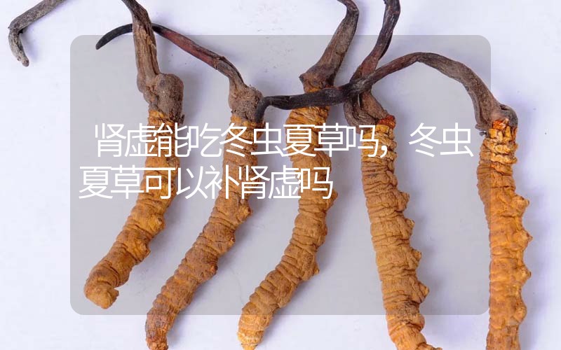腎虛能吃冬蟲夏草嗎，冬蟲夏草可以補(bǔ)腎虛嗎？