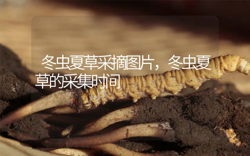 冬蟲夏草采摘圖片，冬蟲夏草的采集時間