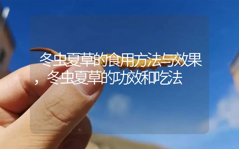 冬蟲夏草的食用方法與效果，冬蟲夏草的食用方法！