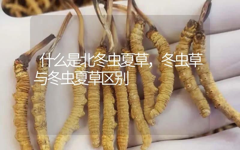什么是北冬蟲夏草，北冬蟲草與冬蟲夏草區(qū)別