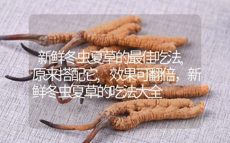 新鮮冬蟲夏草的最佳吃法,原來搭配它,效果可翻倍，新鮮冬蟲夏草的吃法大全