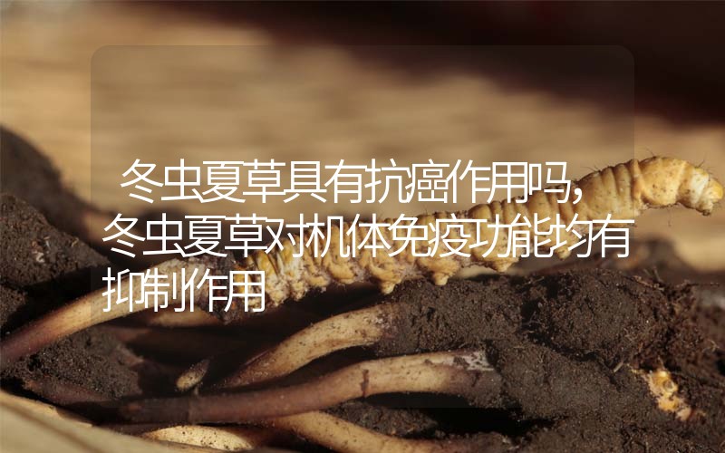 冬蟲夏草具有抗癌作用嗎，冬蟲夏草對機(jī)體免疫功能均有抑制作用