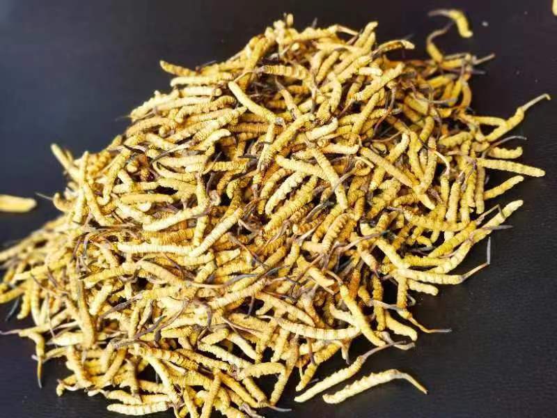 冬蟲夏草哪幾種食用方法比較好呢？推薦幾種參考