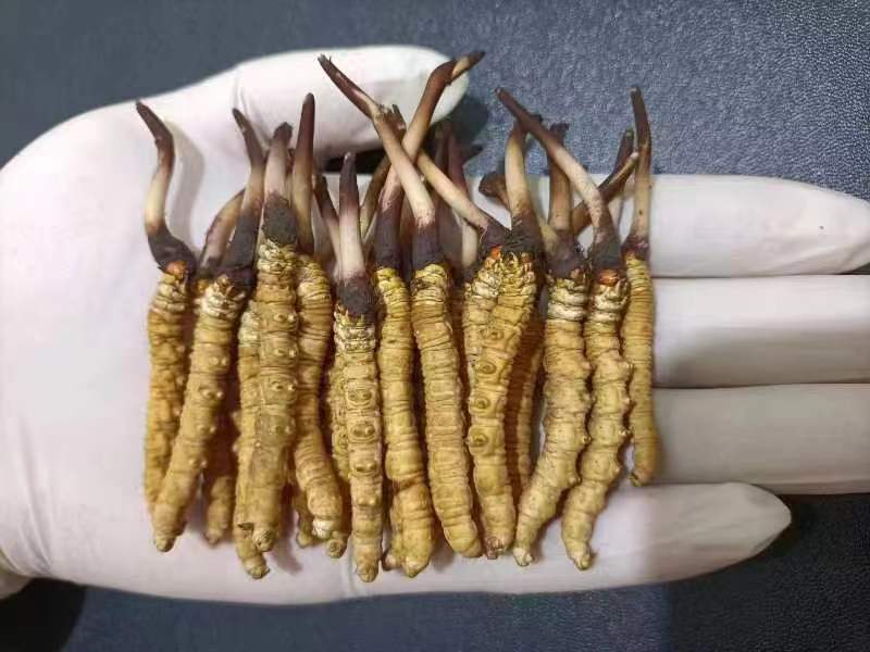 西藏那曲的冬蟲夏草多少錢一克呢？如何判斷真假