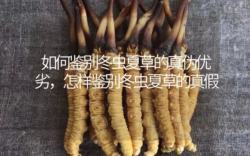 如何鑒別冬蟲夏草的真?zhèn)蝺?yōu)劣，怎樣鑒別冬蟲夏草的真假