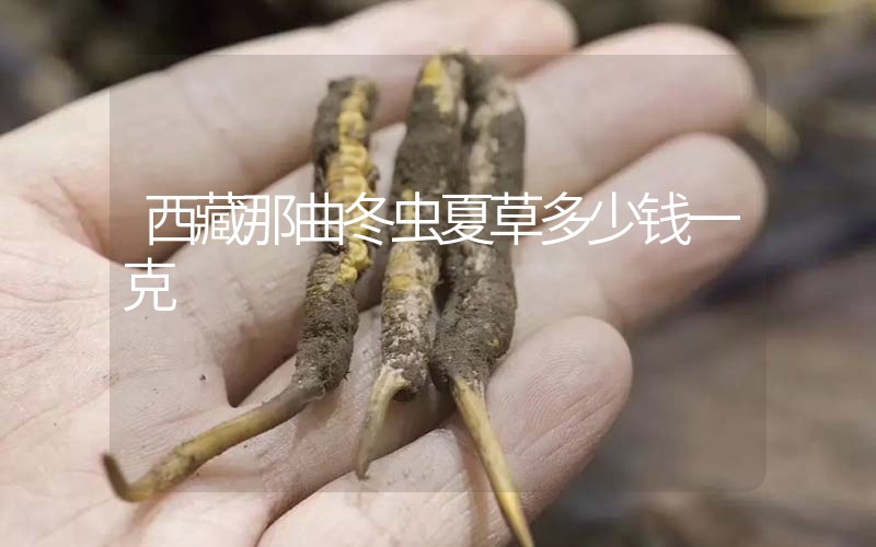 西藏那曲冬蟲(chóng)夏草多少錢(qián)一克？