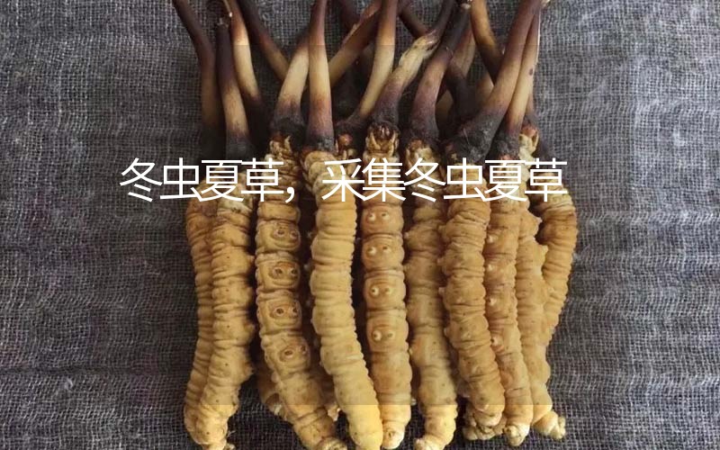 冬蟲夏草采挖時間，什么時候采集冬蟲夏草