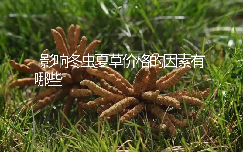 影響冬蟲夏草價(jià)格的因素有哪些？