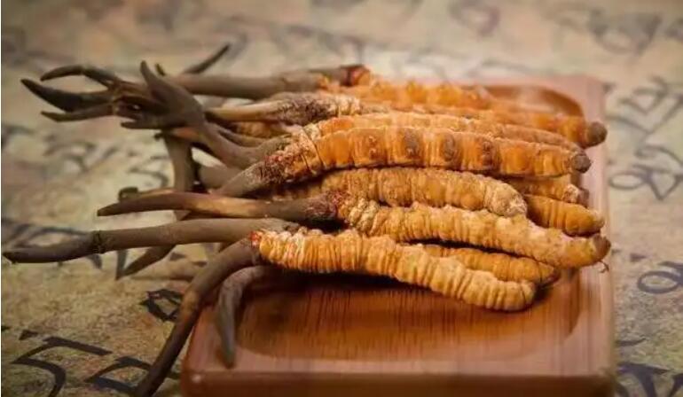 鮮蟲草和干蟲草，應(yīng)該怎么選擇？