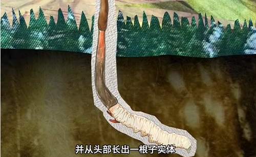 冬蟲(chóng)夏草到底是蟲(chóng)還是草？你猜到了嗎？