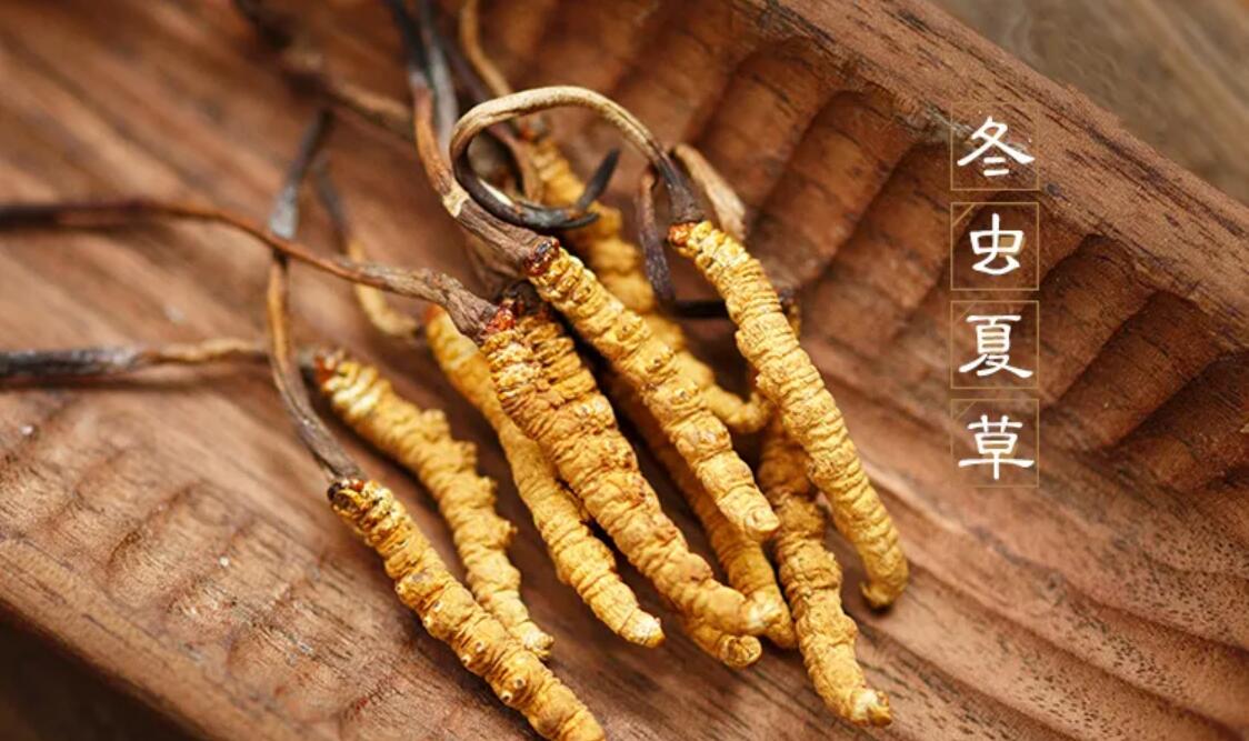 冬蟲(chóng)夏草有什么藥用價(jià)值？冬蟲(chóng)夏草作用與效果