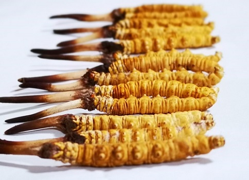 新鮮冬蟲夏草多少錢一根？吃什么樣的好呢