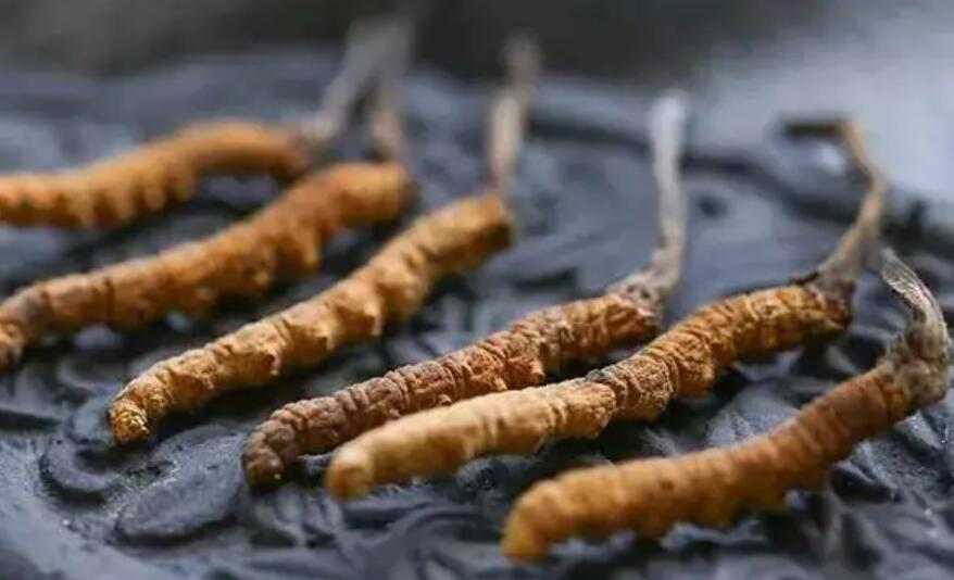 頭期冬蟲(chóng)夏草、中期蟲(chóng)草和末期蟲(chóng)草，應(yīng)該如何選擇？