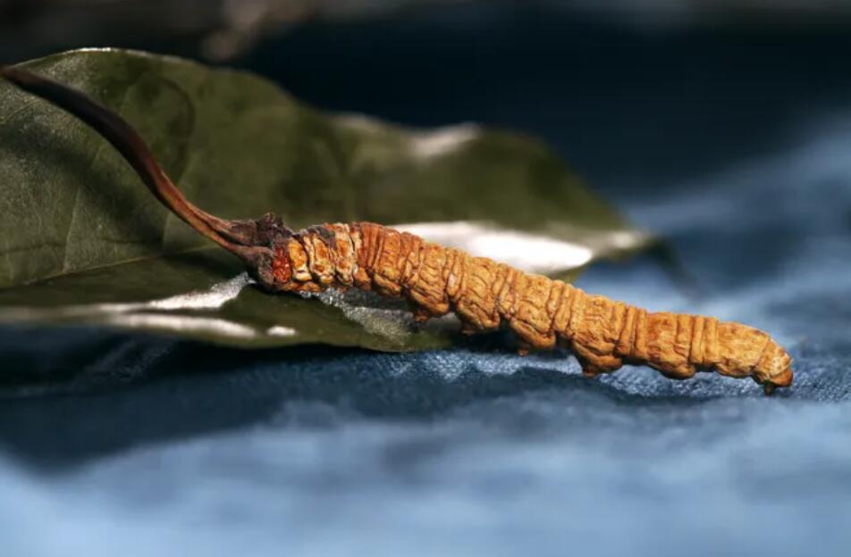 冬蟲(chóng)夏草的由來(lái)，冬蟲(chóng)夏草是怎么形成的？