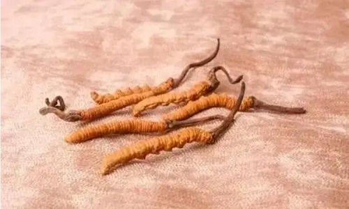 哪個產(chǎn)地的冬蟲夏草營養(yǎng)價值高,哪里的蟲草更好？