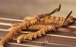 新鮮冬蟲夏草哪里有賣？哪里可以買到新鮮的冬蟲夏草？