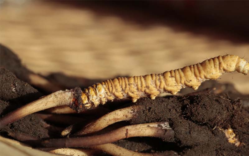 什么是人工冬蟲夏草？人工蟲草和野生蟲草的區(qū)別，如何分辨？