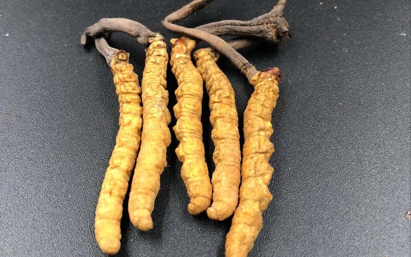 影響冬蟲夏草的價(jià)格因素有哪些？