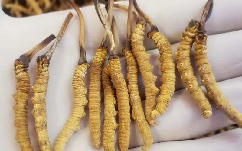 吃冬蟲夏草會過敏嗎？冬蟲夏草禁忌！