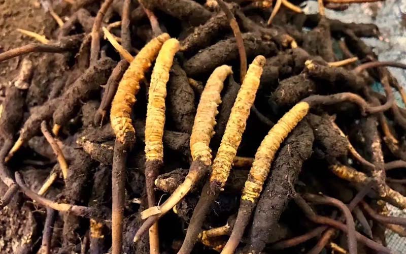 冬蟲夏草的鑒別方法有哪些？