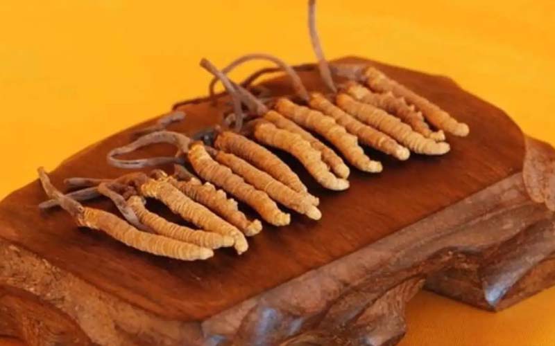 冬蟲夏草需要每天吃嗎?冬蟲夏草一天吃多少？