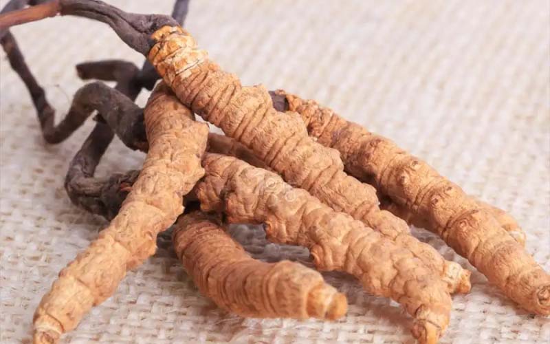 感冒能吃冬蟲(chóng)夏草嗎?(感冒了怎么服用蟲(chóng)草？)