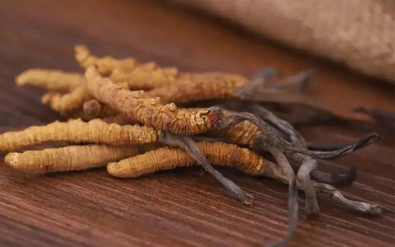 西藏的冬蟲夏草作用如何？