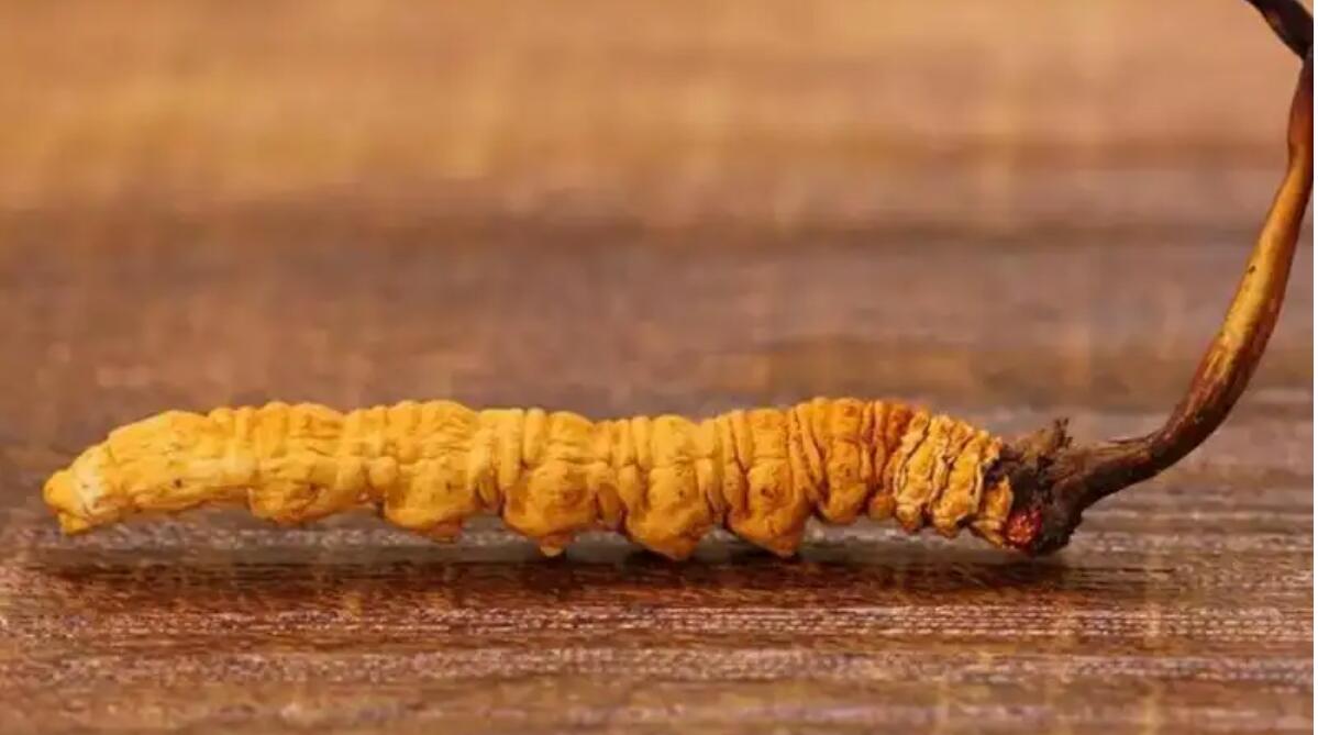 冬蟲夏草普洱茶效果好嗎？