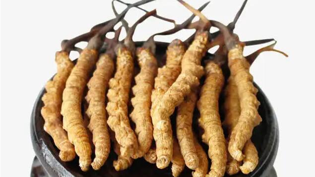 四川冬蟲夏草產(chǎn)地分布在哪？