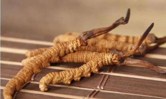 新鮮真假冬蟲夏草辨別方式？