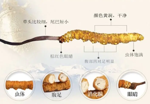 冬蟲(chóng)夏草真假的辨別