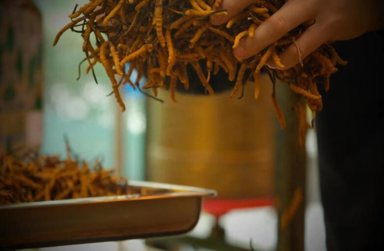 冬蟲夏草有什么作用?和大小、斷草有關(guān)系嗎?