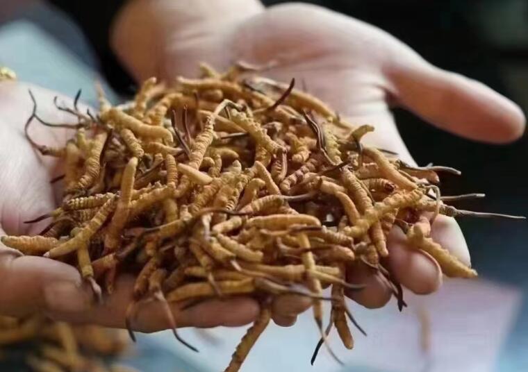 新鮮冬蟲夏草怎么洗最好？新鮮冬蟲夏草怎么清洗？