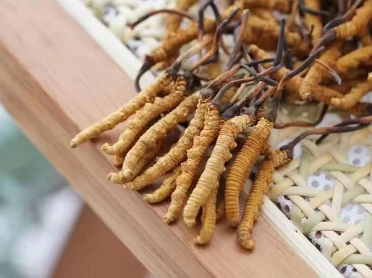 冬蟲(chóng)夏草