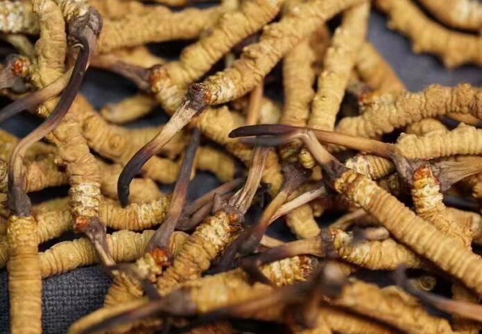 蟲草和冬蟲夏草區(qū)別，冬蟲夏草跟涼山蟲草的區(qū)別