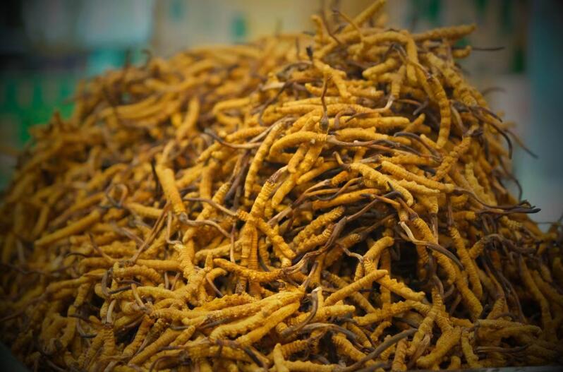 冬蟲夏草的產(chǎn)量為何一年不如一年呢？