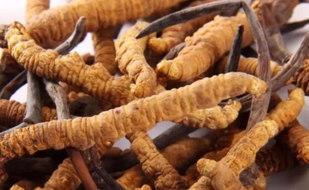 <a href=http://www.zhylvs.com/chifa/ target=_blank class=infotextkey>冬蟲夏草的吃法</a>