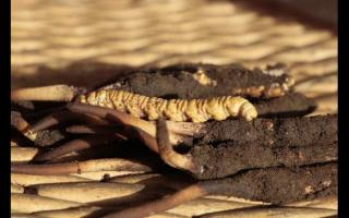 冬蟲夏草“冬補(bǔ)三九，夏補(bǔ)三伏”