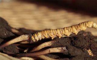 冬蟲(chóng)夏草名字百科：冬蟲(chóng)草、蟲(chóng)草、夏草冬蟲(chóng)、牙扎更布