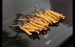 新鮮冬蟲夏草有什么優(yōu)勢(shì)？