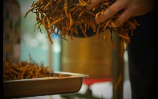 干冬蟲(chóng)夏草怎么保存比較好？