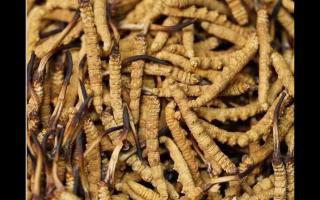 食用冬蟲夏草不能忽視量效關(guān)系？