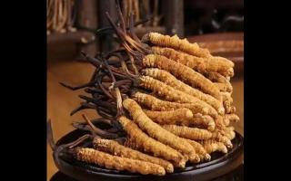 純天然無污染，探討新鮮冬蟲夏草的重要性