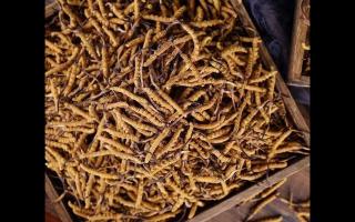 高海拔冬蟲(chóng)夏草上市！新鮮采摘，品質(zhì)保證！