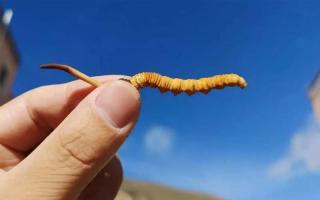 在哪可以買到正宗的冬蟲(chóng)夏草？