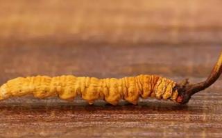 冬蟲夏草磨成粉后的吃法及保存方法？